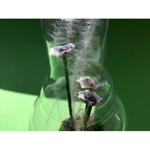 Sea Bouquet / Miniature in the Lamp # 12