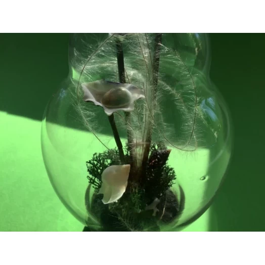Sea Bouquet / Miniature in the Lamp # 12