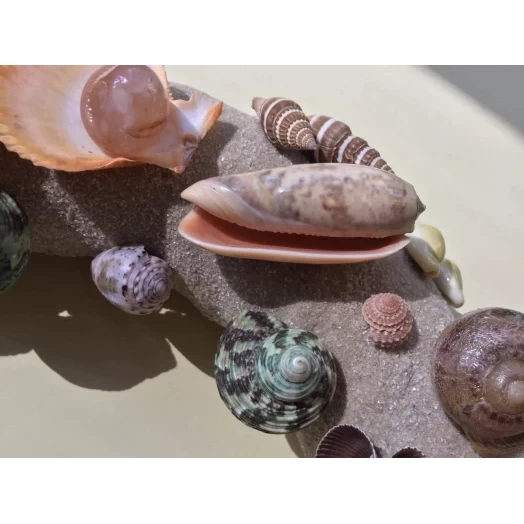 Sea Picture / Frame, Colorful, Round, Light Brown Sandy # 16