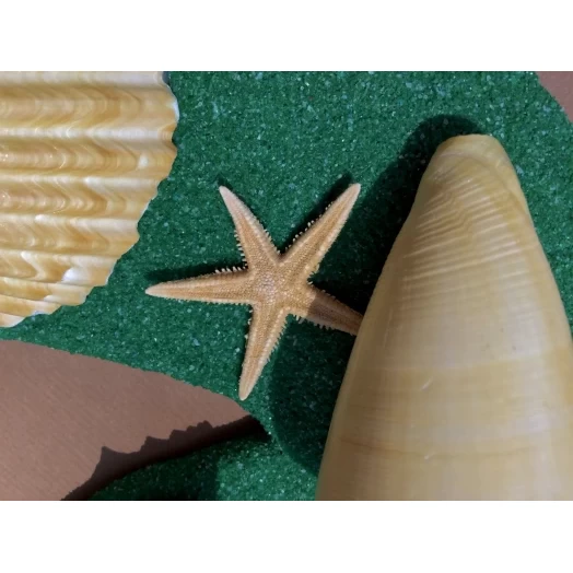 Sea Picture / Frame, Green & Yellow Sandy Spiral Star # 37 Sea Picture / Frame, Green & Yellow Sandy Spiral Star # 37