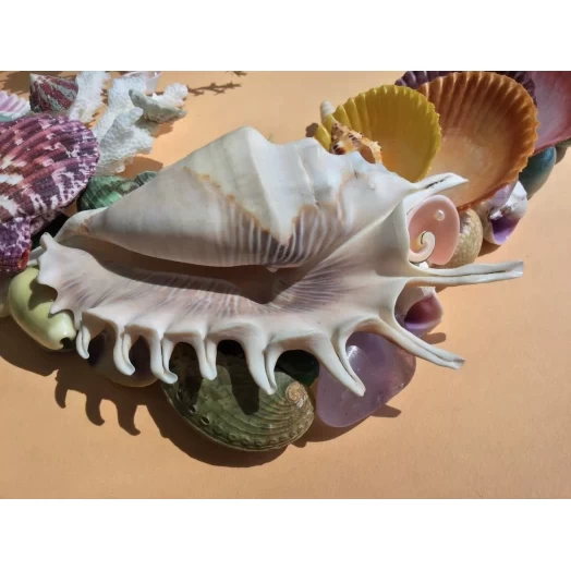 Sea Picture / Frame, Colorful, Rectangular # 17