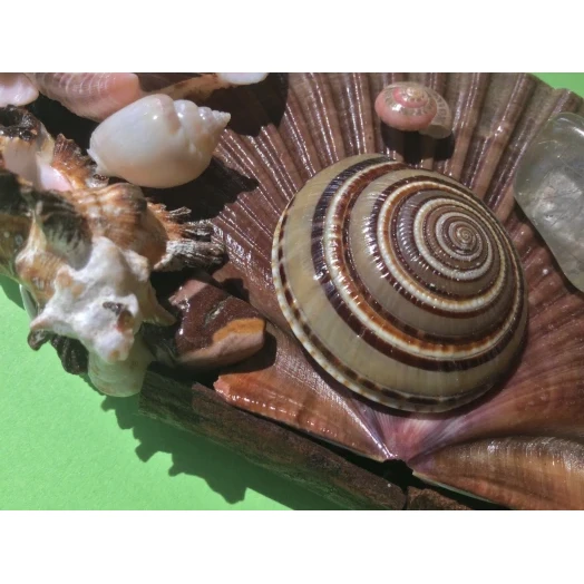Sea Picture / Frame, Brown and Pink, Round # 1