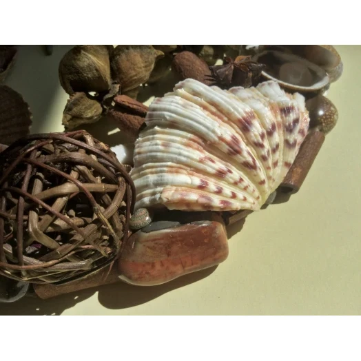 Sea Picture / Frame, Brown and Pink, Oval # 9