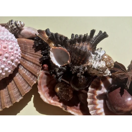 Sea Picture / Frame, Brown and Pink, Oval # 9