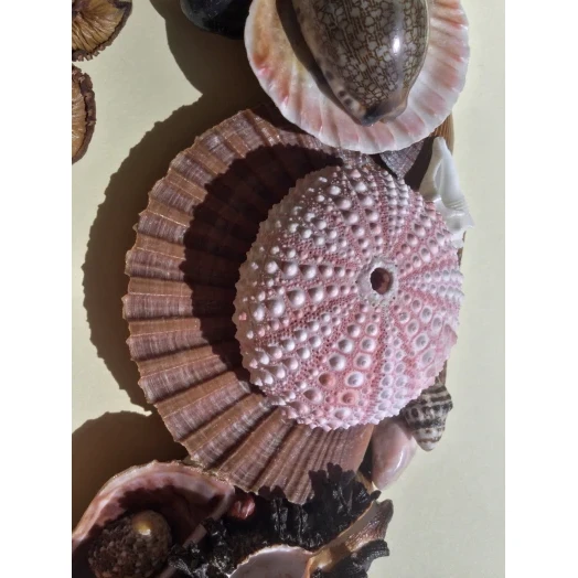 Sea Picture / Frame, Brown and Pink, Oval # 9