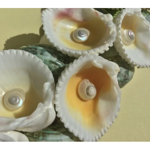 Sea Picture / Frame, White, Green & Yellow Eye # 10 Sea Picture / Frame, White, Green & Yellow Eye # 10