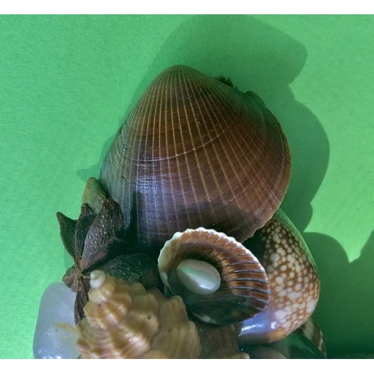 Sea Picture / Frame, Brown and Pink, Serpentine # 5