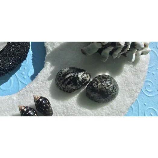 Sea Picture / Frame, Black & White Sandy Mandala # 43