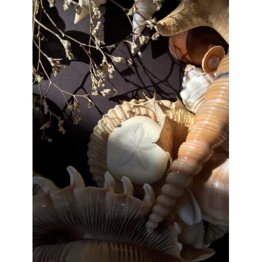 Sea Picture / Frame, Beige, Cappuccino, Round # 4
