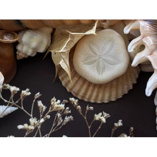 Sea Picture / Frame, Beige, Cappuccino, Round # 4