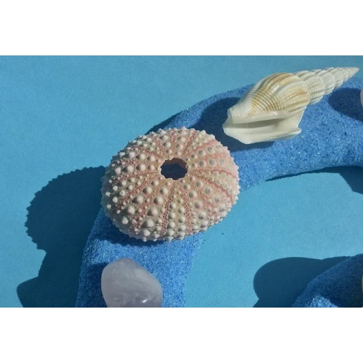 Морська картина / рамка, блакитний і персиковий пісочний равлик # 54 Морська картина / рамка, блакитний і персиковий пісочний равлик # 54