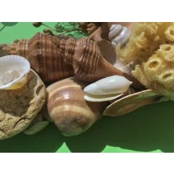 Морська картина / рамка, бежева і коричнева, прямокутна # 16