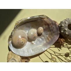 Морська картина / рамка, бежева і коричнева, прямокутна # 16